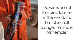 bowie-lobster-male-female-fb.png