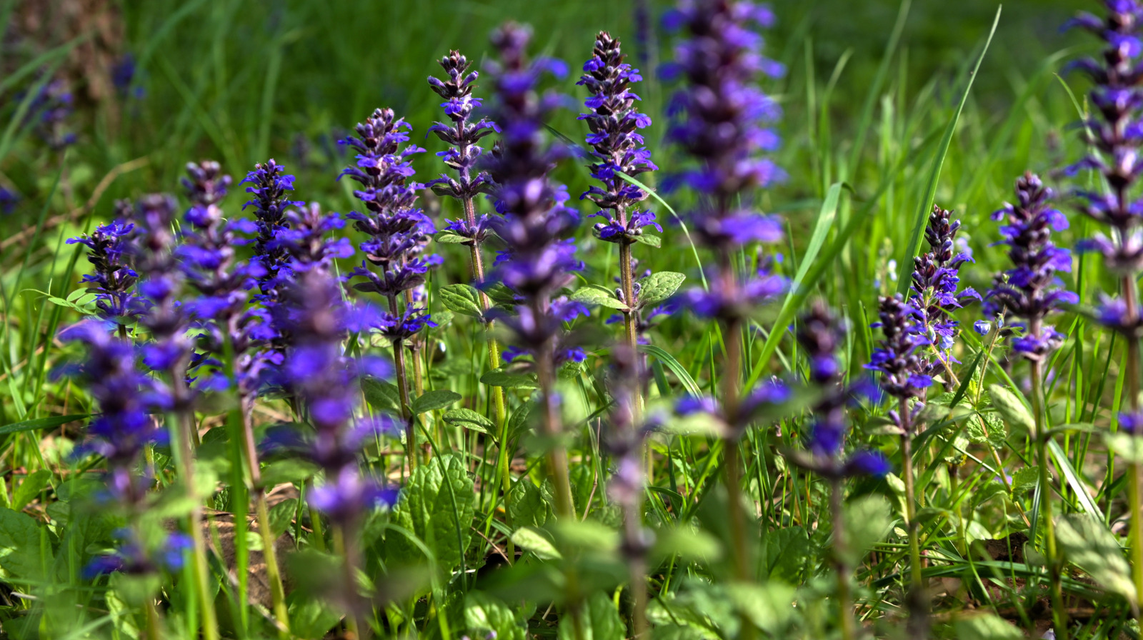 Why You Should Reconsider Growing Ajuga As A Ground Cover – House Digest