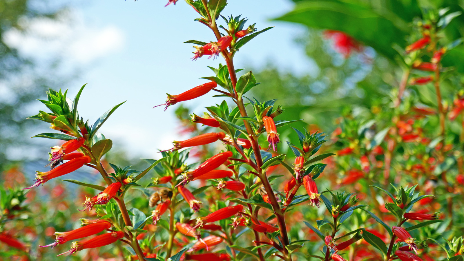 Tips & Tricks To Prevent Pests From Destroying Your Cuphea Plant – House Digest